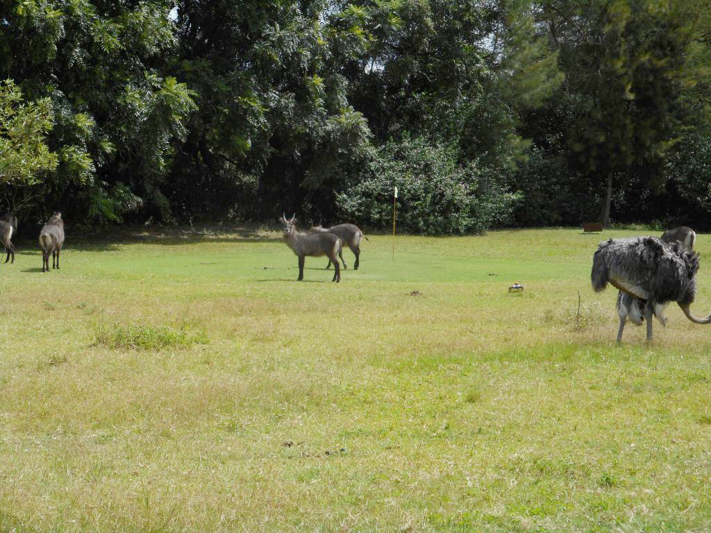 Golfing in Africa